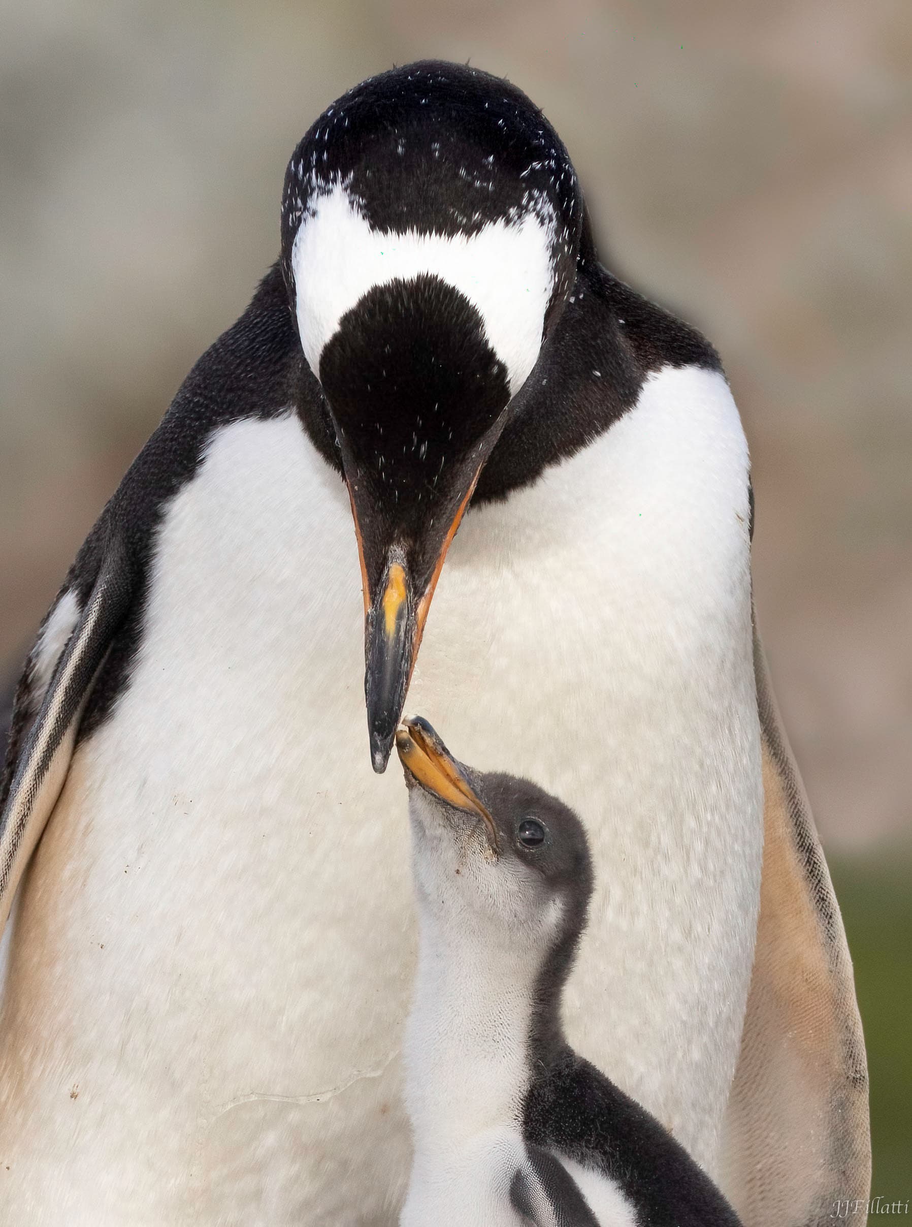 bird of the falklands image 18